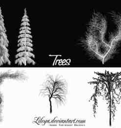 几种松树、树木Photoshop笔刷