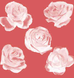 娇艳的玫瑰花朵、鲜花花朵Photoshop笔刷素材
