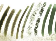 草木、叶子Photoshop植物渲染笔刷