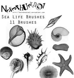 贝壳、海螺、海胆、海星Photoshop海洋元素笔刷