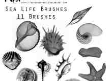 贝壳、海螺、海胆、海星Photoshop海洋元素笔刷