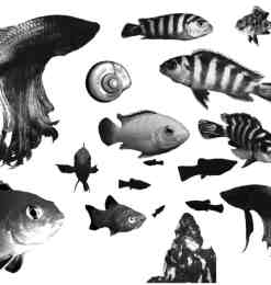 海洋鱼类Photoshop笔刷
