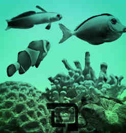 海洋鱼和珊瑚Photoshop笔刷