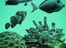 海洋鱼和珊瑚Photoshop笔刷