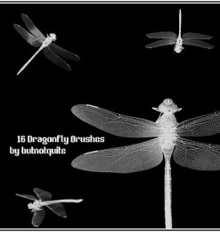 真实的蜻蜓Photoshop笔刷素材