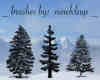 3种松树、雪松、圣诞树Photoshop笔刷下载