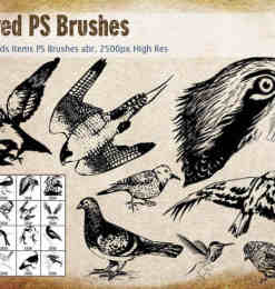 20种版刻式鸟类图案Photoshop鸟笔刷免费下载