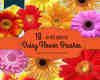 16种漂亮的雏菊花Photoshop鲜花笔刷素材