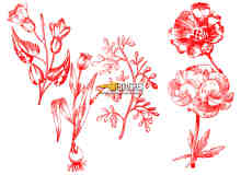 复古式植物鲜花图案、版刻花纹PS笔刷下载
