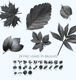24种免费的树叶叶子、枫叶、梧桐叶PS笔刷素材下载