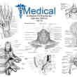 20个人体医学解剖图形PS高清笔刷素材下载 #.1
