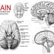 20种人体大脑、大脑解剖图PS医学笔刷下载