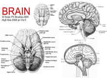 20种人体大脑、大脑解剖图PS医学笔刷下载