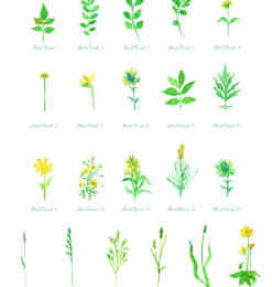 水彩、水粉、水墨画式植物图案、小草绿叶PS笔刷下载