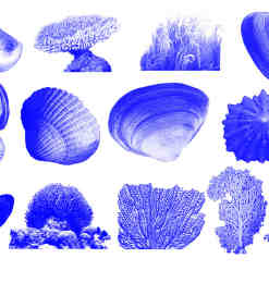 海螺、扇贝、贝壳、珊瑚绒等大海元素PS笔刷素材下载