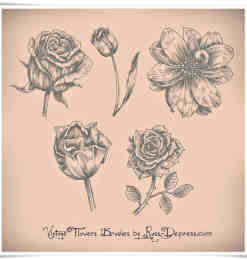 漂亮的手绘玫瑰花、鲜花花朵图案PS花朵笔刷