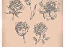 漂亮的手绘玫瑰花、鲜花花朵图案PS花朵笔刷