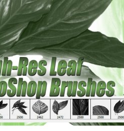 8种高清树叶、植物叶子图形Photoshop笔刷素材下载