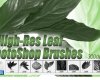8种高清树叶、植物叶子图形Photoshop笔刷素材下载