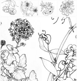 漂亮的手绘花朵、鲜花图案PS笔刷素材下载（PNG图片格式素材）