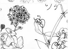 漂亮的手绘花朵、鲜花图案PS笔刷素材下载（PNG图片格式素材）