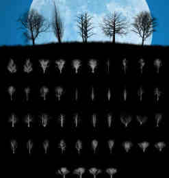 34种各类树木剪影、大树阴影Photoshop树木笔刷