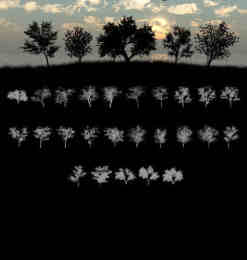 25种大树、树木剪影、阴影造型Photoshop树木笔刷