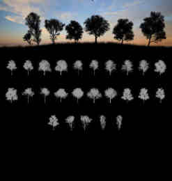 25种茂密的大树剪影、森林中的大树阴影PS笔刷素材