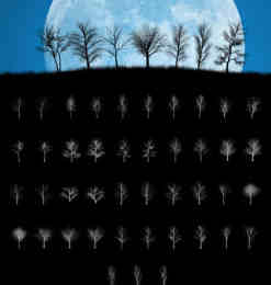 43种光秃秃的大树剪影造型Photoshop干枯的森林树木笔刷