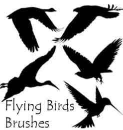 野鸭、蜂鸟、大雁、白鹭等飞鸟剪影图形PS笔刷素材