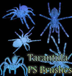 恐怖蜘蛛造型Photoshop昆虫笔刷