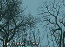 冬天的大树剪影、干枯的树木、光秃秃的树背景PS笔刷素材