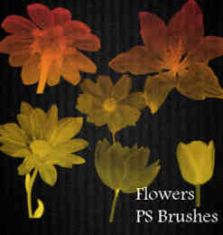 x光透视图鲜花花朵图案Photoshop笔刷素材