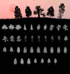 37种草原大树、树木剪影、大树阴影、树荫Photoshop非洲丛林笔刷素材