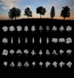 40种大树剪影、树木阴影、树荫效果PS笔刷免费下载