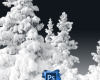 8种高清雪松、雾凇图形Photoshop笔刷素材