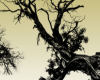 12种枯死的树木树枝造型Photoshop笔刷素材下载