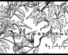 植物树叶、鲜花线框图形PS笔刷素材