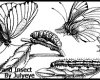 手绘昆虫、蝴蝶、毛毛虫、苍蝇图形PS笔刷素材下载
