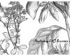 漂亮的手绘素描式植物花纹图案PS笔刷素材下载