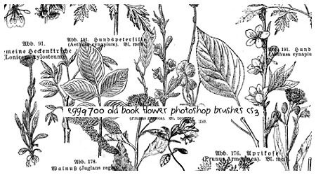 手绘植物树叶鲜花造型PS笔刷素材下载