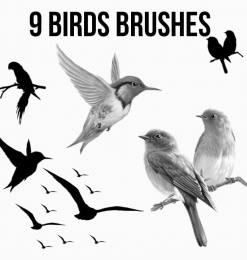 9种小鸟剪影效果PS笔刷素材下载
