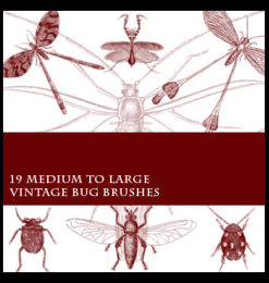 蚊子、蜻蜓、螳螂、臭虫、苍蝇等昆虫标本图案PS笔刷素材下载