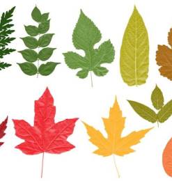树叶、枫叶、梧桐叶、绿叶Photoshop笔刷素材下载