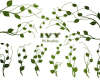 20种常青藤植物绿叶图案PS笔刷素材下载