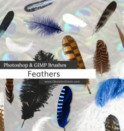 各种鸟毛、羽毛效果图像Photoshop笔刷素材下载