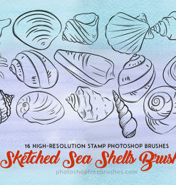 手绘的海螺、贝壳图案Photoshop笔刷素材下载