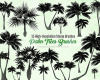 15种海边椰子树、棕榈树PS笔刷素材下载