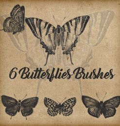 6种蝴蝶样本、蝴蝶标本图案Photoshop笔刷素材下载