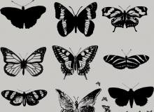 版刻式风格的蝴蝶、昆虫标本效果PS笔刷下载